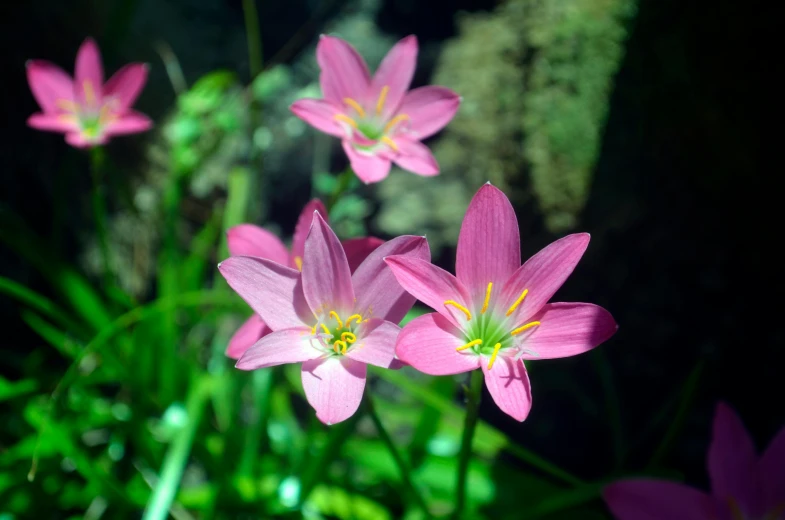 a group of pink flowers sitting on top of a lush green field, pexels, hurufiyya, hymenocallis coronaria, aquatic plants, stargazer, up-close