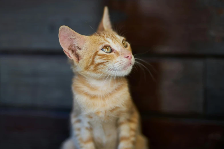 a small orange cat sitting on top of a wooden floor, a picture, by Brian Thomas, unsplash, renaissance, pale pointed ears, looking upwards, a handsome, kitten sandwish