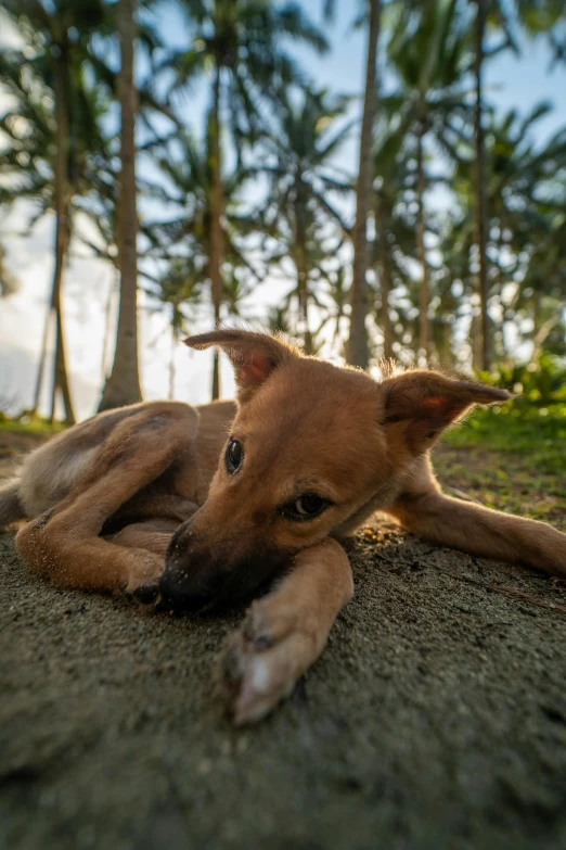 a dog that is laying down in the dirt, by Jessie Algie, unsplash, sumatraism, golden hour in boracay, laying under a tree on a farm, taken on go pro hero8, in a beachfront environment