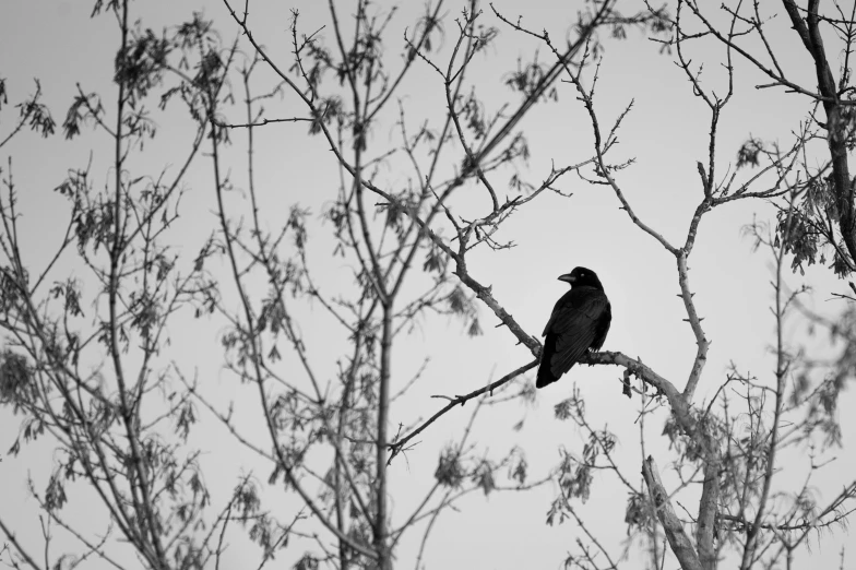 a black bird sitting on top of a tree branch, by Gonzalo Endara Crow, pexels, minimalism, monochrome!!!!!, raven monster, high quality upload, various posed