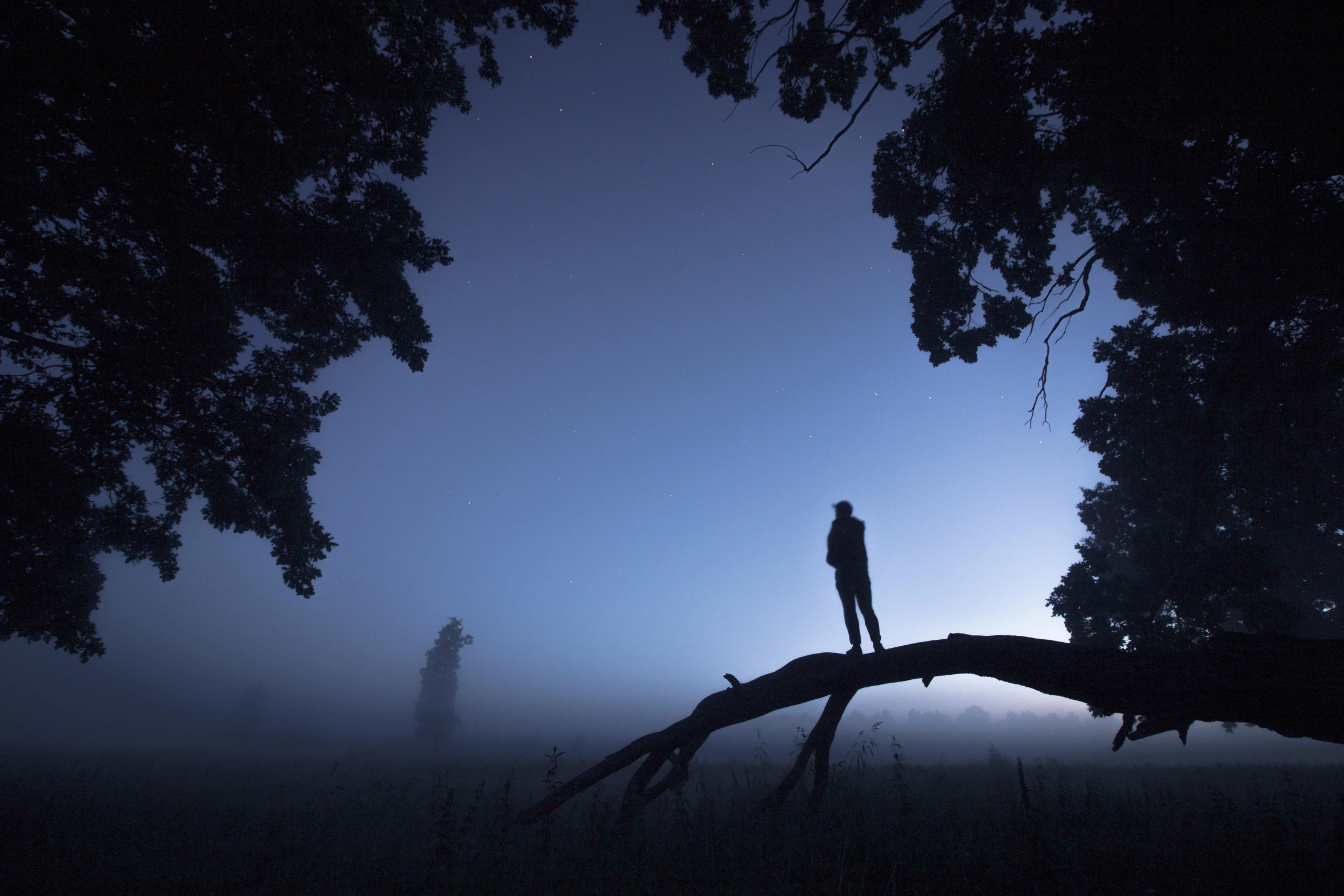 a person standing on a tree branch in the fog, night time australian outback, blue hour photography, siluettes, today's featured photograph