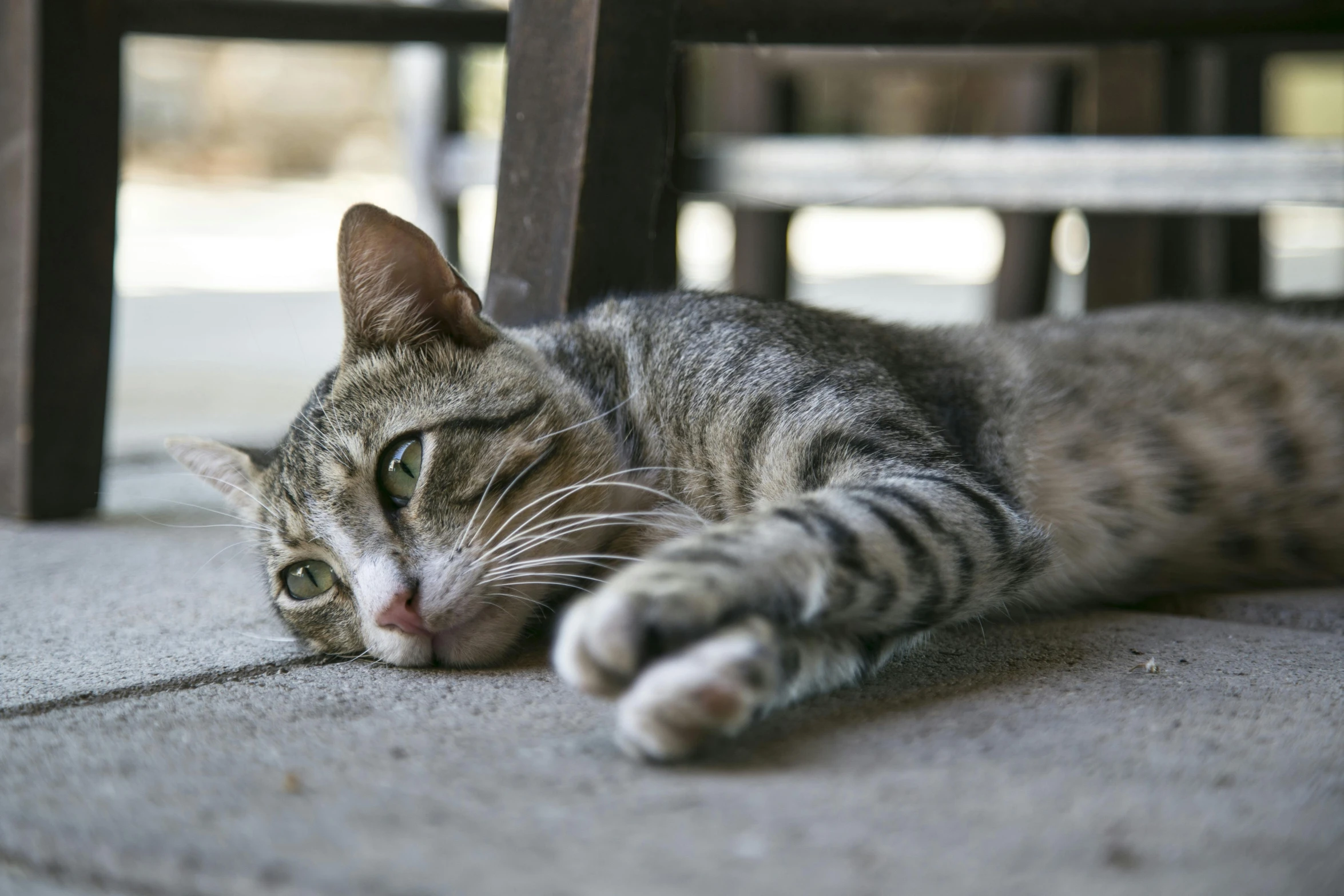 a cat that is laying down on the ground, unsplash, on a table, sickly, various posed, perfectly shaded