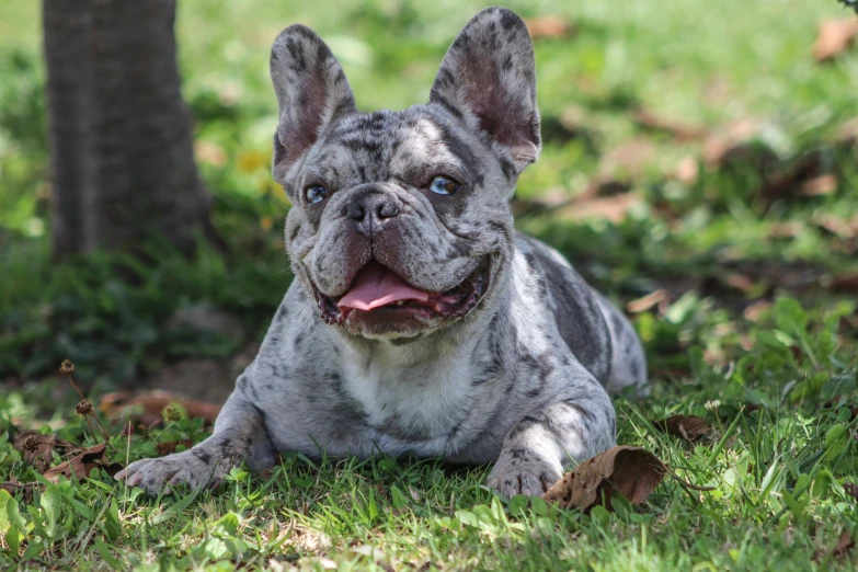 a dog that is laying down in the grass, gray mottled skin, french bulldog, 2019 trending photo, slide show