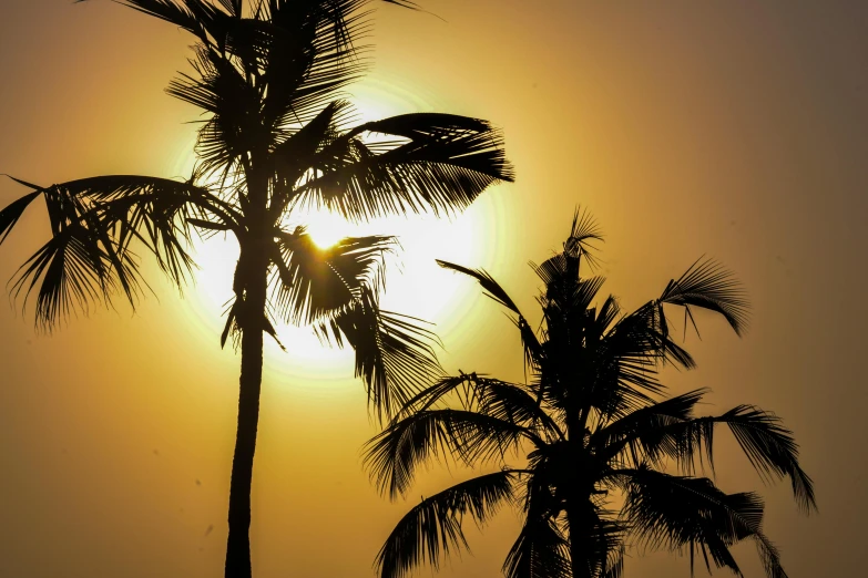 a couple of palm trees sitting next to each other, by Daniel Lieske, pexels contest winner, warm golden backlit, kerala motifs, two suns, today\'s featured photograph 4k