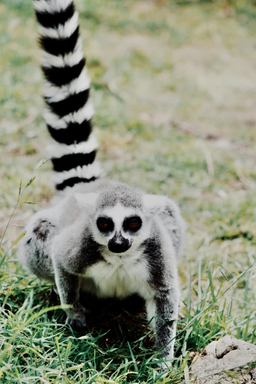 a couple of animals that are standing in the grass, tail of a lemur, zoomed out to show entire image, up-close, black sokkel