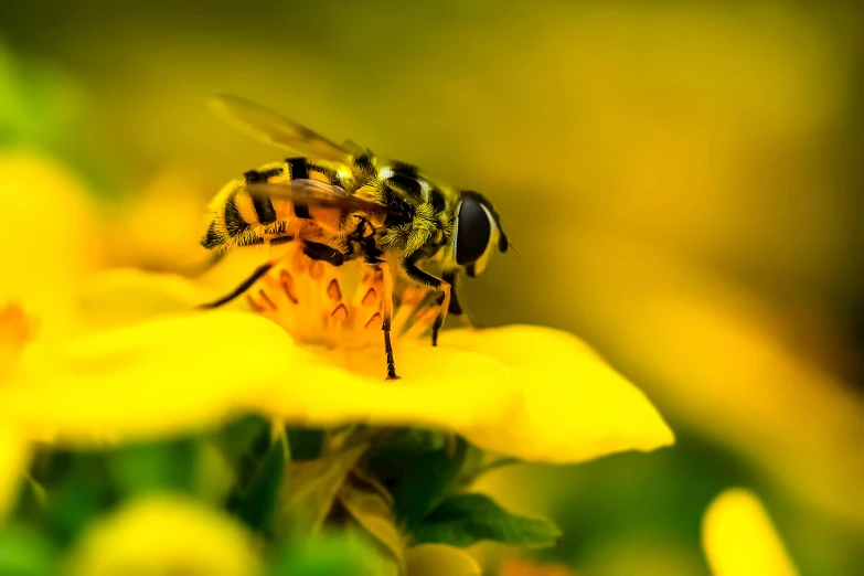 a bee sitting on top of a yellow flower, a macro photograph, by Adam Marczyński, pexels contest winner, avatar image, high quality upload, hovering, golden glow