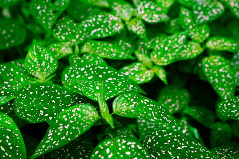 a close up of a bunch of green leaves, by Yahoo Kusama, pexels, pointillism, verdant plants green wall, shot on nikon d 3 2 0 0, sparkling petals, speckled