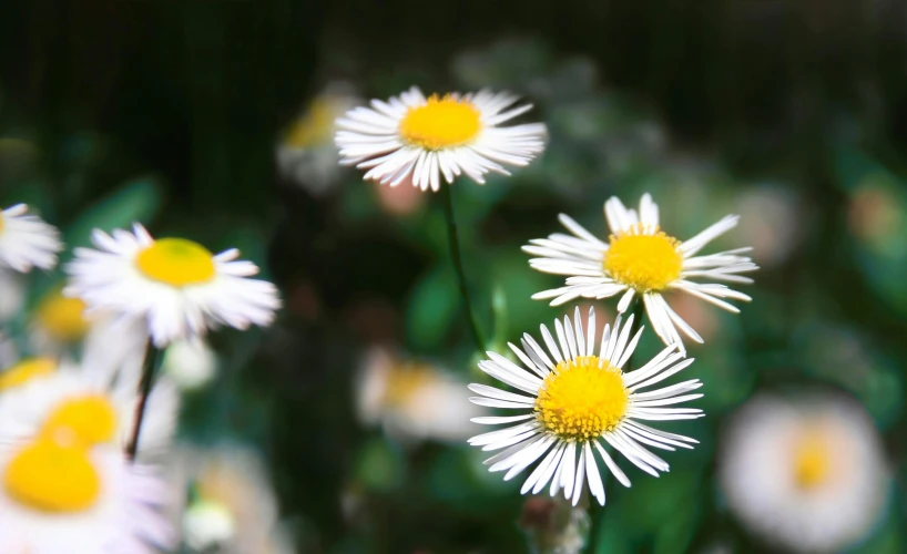 a bunch of white flowers with yellow centers, a macro photograph, by Yasushi Sugiyama, pexels contest winner, photorealism, herbs and flowers, instagram post, bokeh + dof + 8k, multicoloured