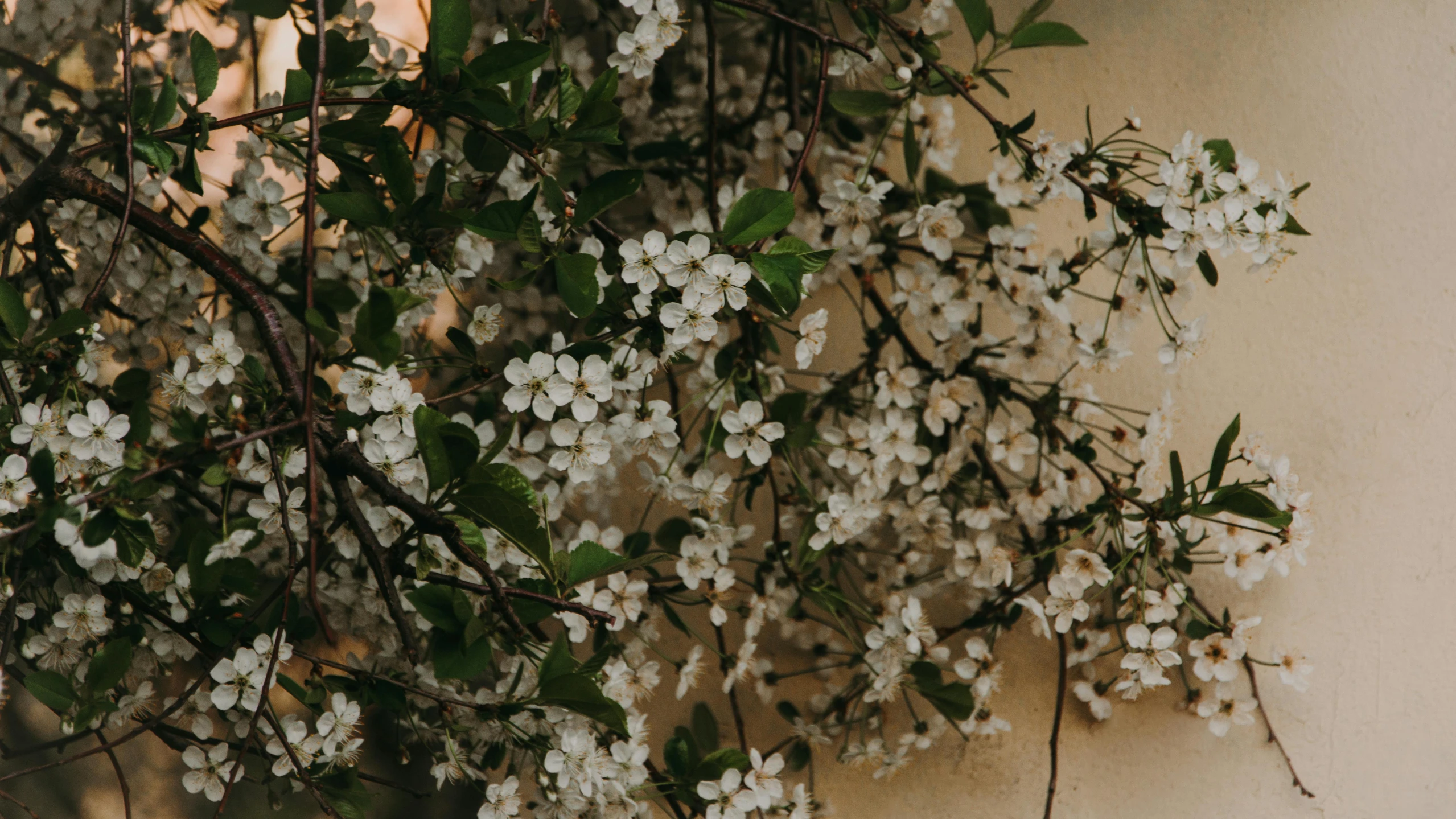 a bunch of white flowers hanging from a tree, by Emma Andijewska, trending on unsplash, arts and crafts movement, made of flowers and berries, spring evening, floral wallpaper, background image