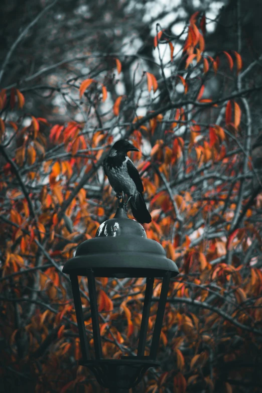 a bird sitting on top of a lamp post, a statue, inspired by Elsa Bleda, unsplash contest winner, spooky autumnal colours, raven, 15081959 21121991 01012000 4k, small stature