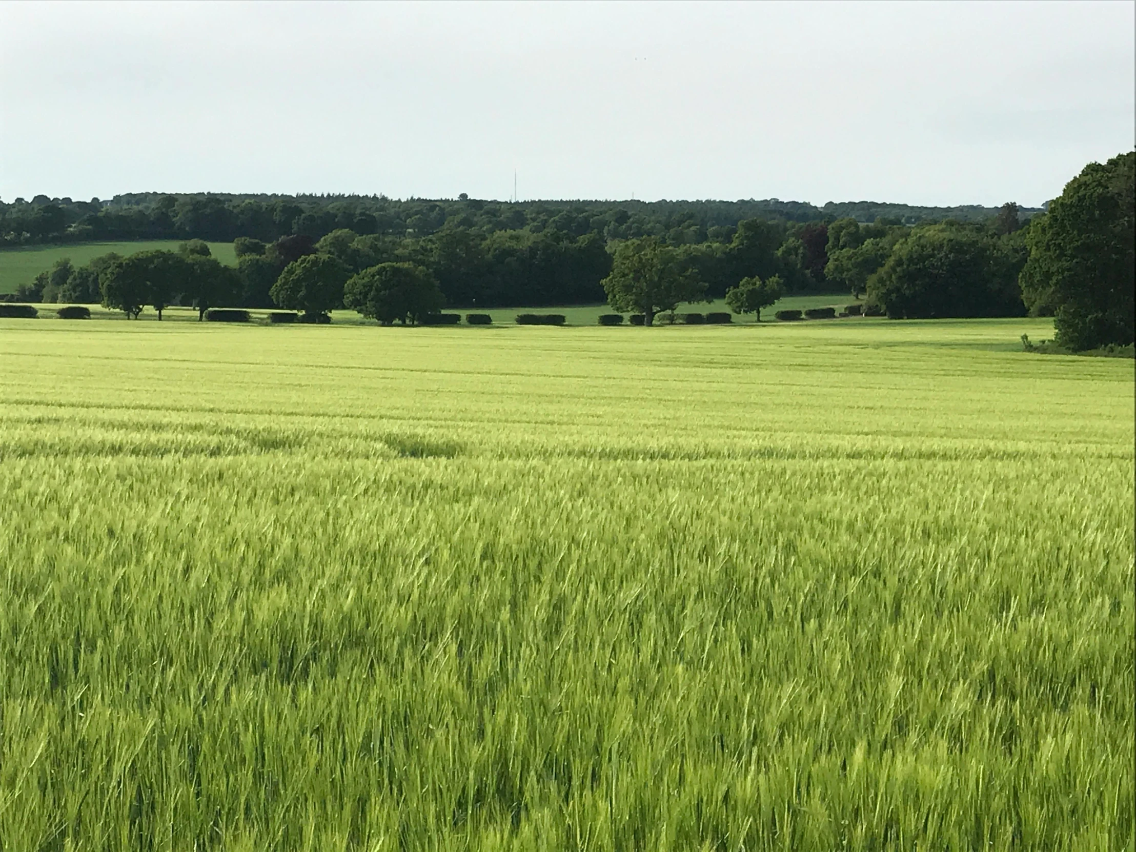 a field of green grass with trees in the background, inspired by William Nicholson, unsplash, immense wheat fields, seen from a distance, loosely cropped, farmland