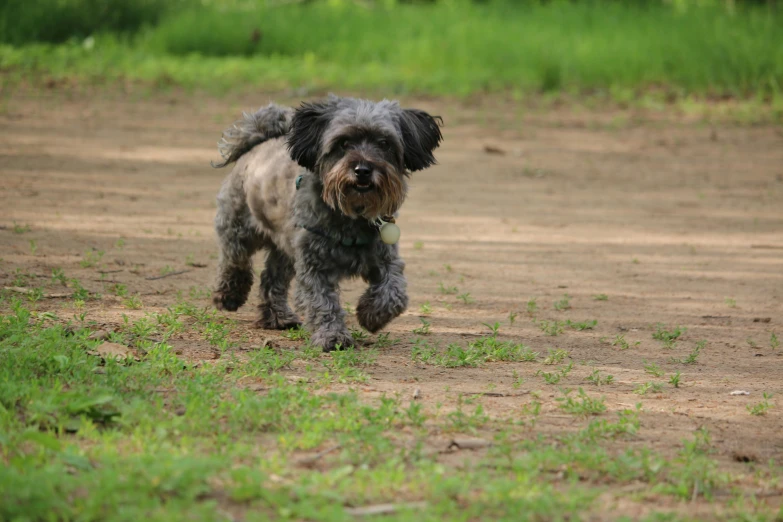 a small dog running across a dirt road, a portrait, pexels, shin hanga, grey, a wooden, 2 0 5 6, small