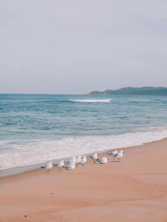 a group of seagulls standing on top of a sandy beach, dream wave aesthetic, manly, unsplash 4k, multiple stories