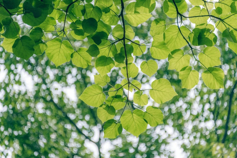 a bunch of green leaves hanging from a tree, unsplash, linden trees, fan favorite, canopy, instagram photo