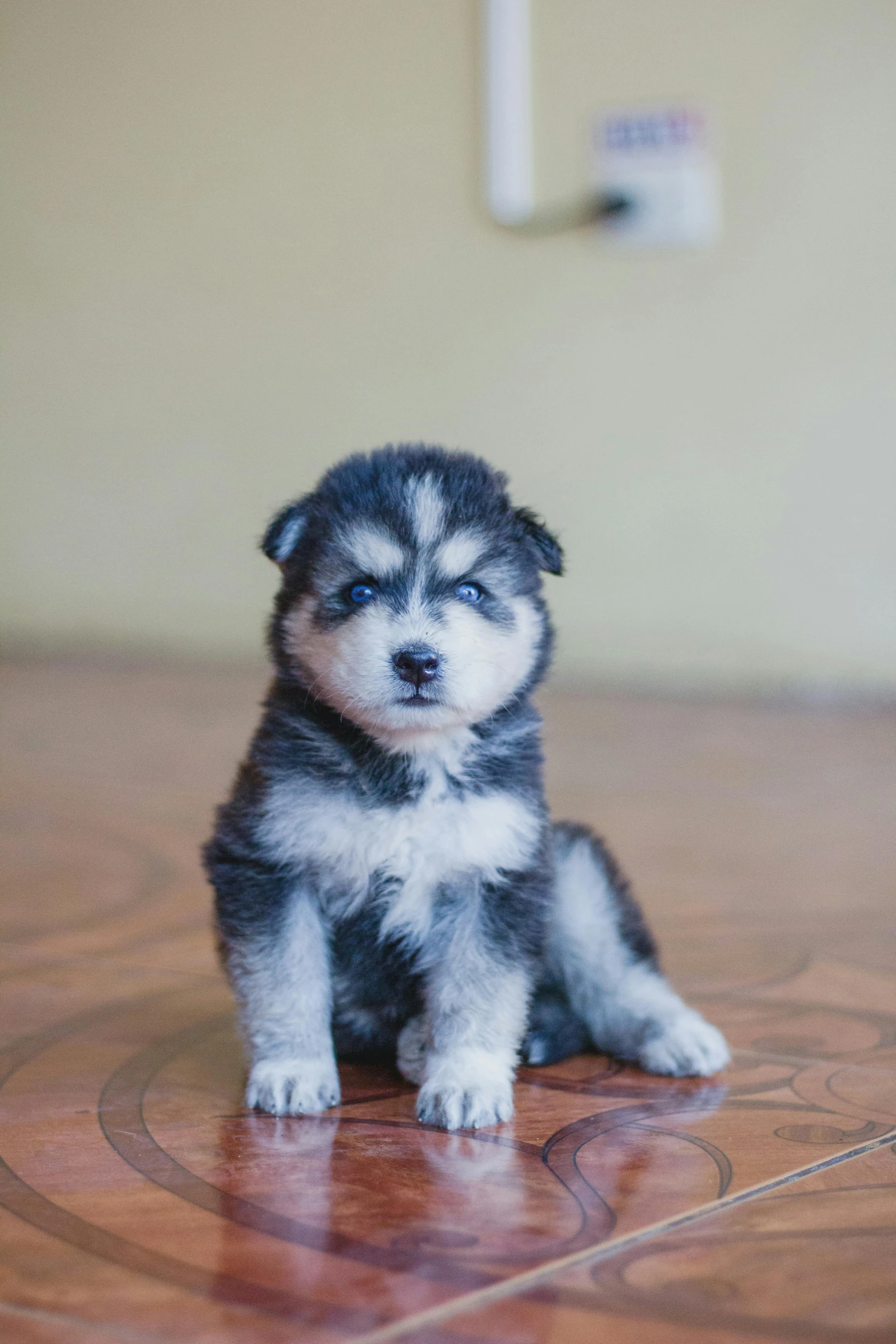 a small black and white puppy sitting on a wooden floor, pexels contest winner, renaissance, husky, inuit, ( ultra realistic, grey