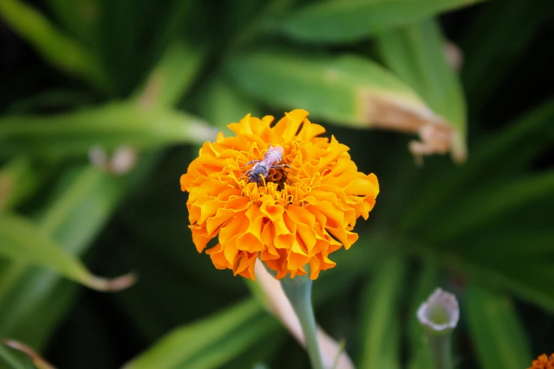 a bee sitting on top of a yellow flower, by Jacob de Heusch, pexels, blue and orange, justina blakeney, marigold, high angle shot