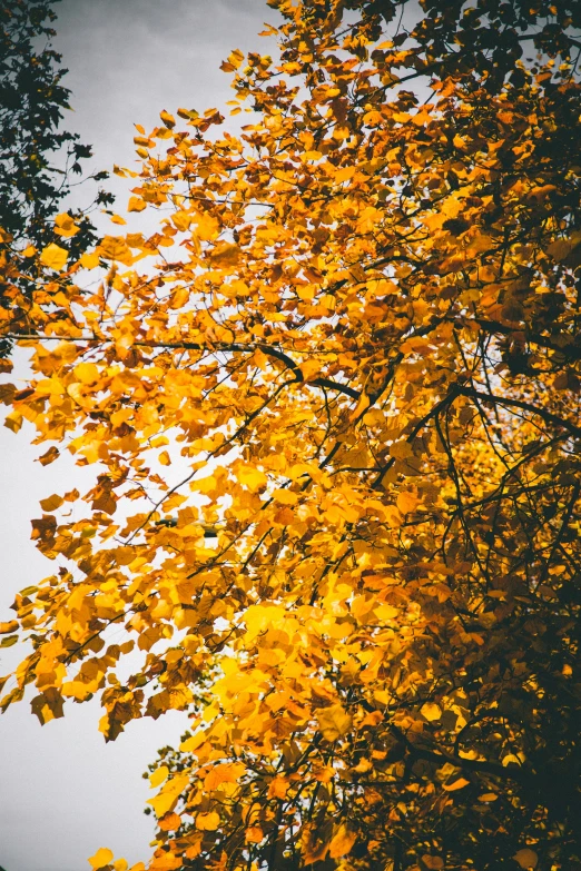 a tree with yellow leaves against a cloudy sky, a picture, unsplash contest winner, overexposed sunlight, shades of aerochrome gold, color footage, sycamore