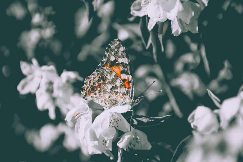 a butterfly sitting on top of a white flower, pexels contest winner, the non-binary deity of spring, desaturated color, speckled, computer wallpaper