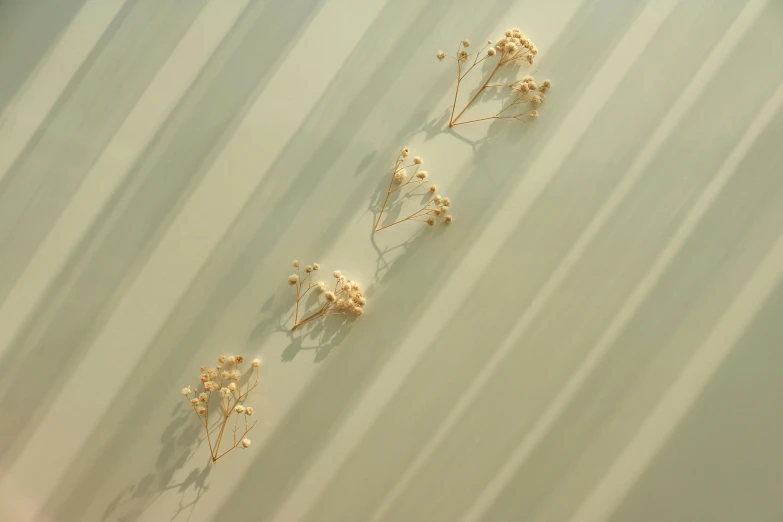 a close up of some flowers on a wall, a macro photograph, inspired by Lucio Fontana, unsplash, gypsophila, long cast shadows, translucent pastel panels, golden colour