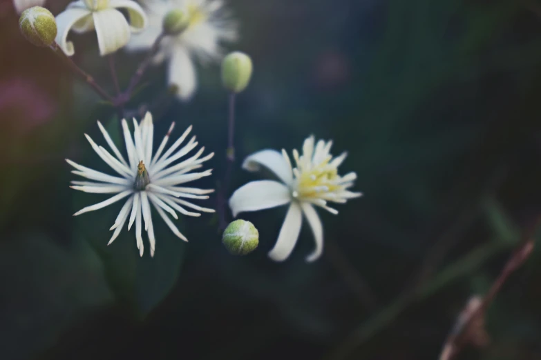 a group of white flowers sitting on top of a lush green field, a macro photograph, unsplash, minimalism, clematis in the deep sea, flannel flower, starlit, float