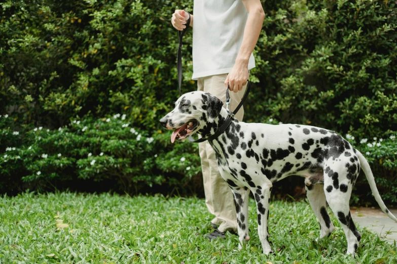 a man walking a dalmatian on a leash, pexels contest winner, lawn, avatar image, full body close-up shot, ad image