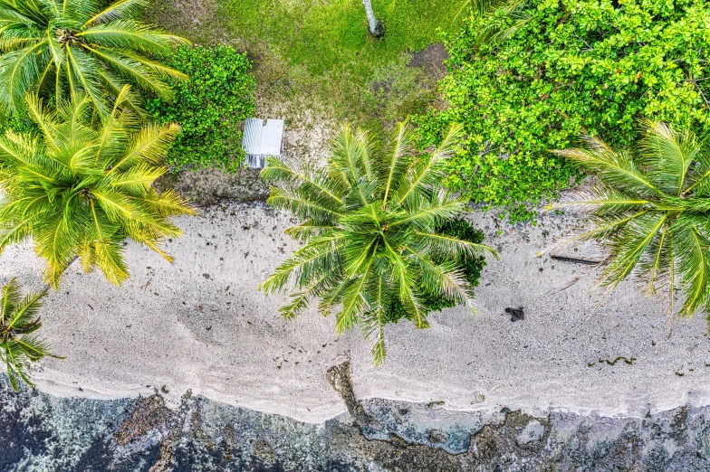 an aerial view of a beach with palm trees, by Peter Churcher, pexels contest winner, visual art, tawa trees, fpv, al fresco