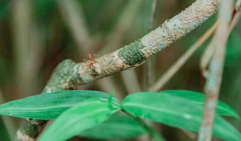 a bug that is sitting on a tree branch, unsplash, hurufiyya, overgrown with exotic fungus, digital image, bromeliads, tiny sticks