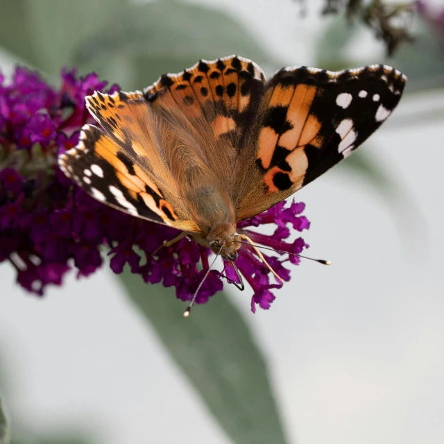 a close up of a butterfly on a flower, unsplash, some purple and orange, taken with sony alpha 9, portrait image, speckled