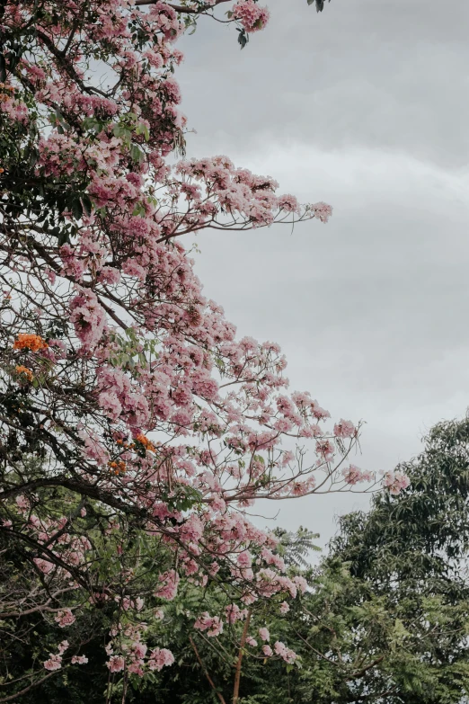 a couple of giraffe standing on top of a lush green field, an album cover, by Caro Niederer, trending on unsplash, romanticism, lots of sakura flowers, in sao paulo, view from the streets, overcast