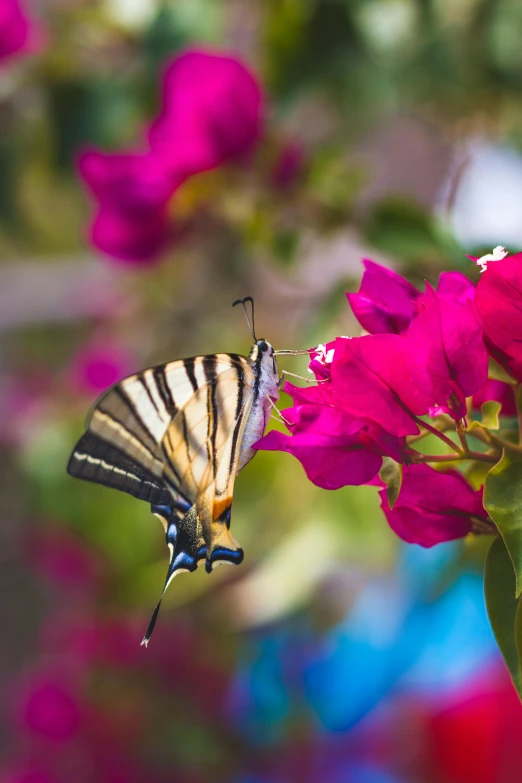 a butterfly that is sitting on a flower, in a mediterranean lanscape, bougainvillea, unsplash photo contest winner, viktor antonov