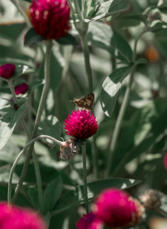 a butterfly sitting on top of a red flower, by Sven Erixson, pexels contest winner, renaissance, soft light 4 k in pink, clover, museum quality photo, cinematic wide shot