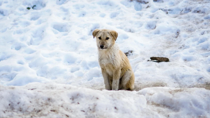 a dog that is sitting in the snow, by Muggur, pexels contest winner, hunger, mongolia, slightly pixelated, puppy