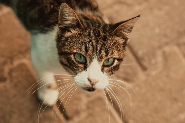 a brown and white cat looking up at the camera, trending on pexels, photorealism, animals in the streets, gif, emerald coloured eyes, high quality photo