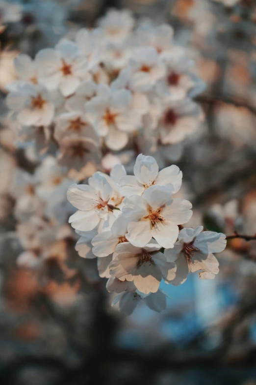 a bunch of white flowers on a tree, trending on unsplash, paul barson, taken at golden hour, lush sakura, no cropping