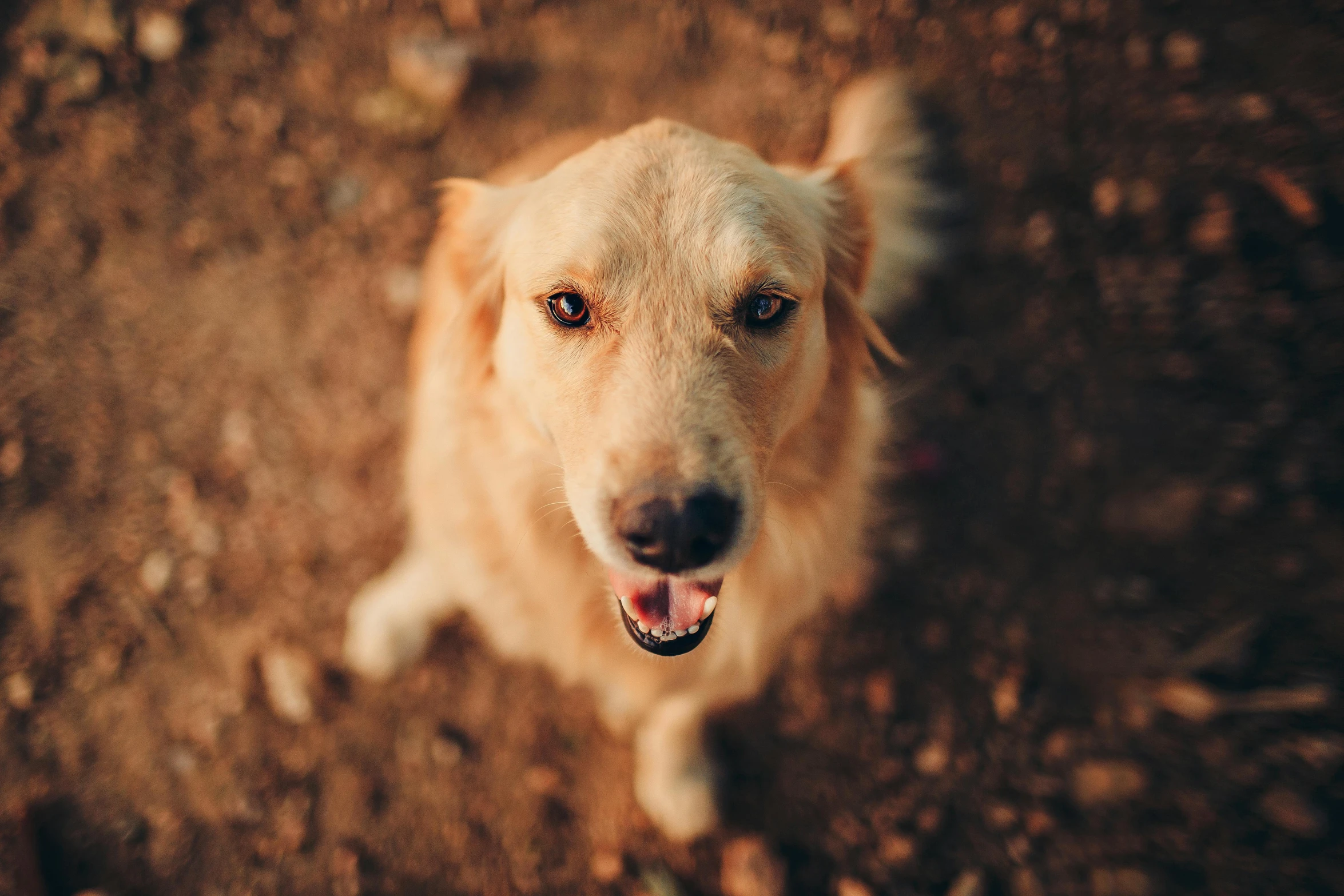 a dog is looking up at the camera, pexels contest winner, golden glistening, instagram post, cinematic full shot, gif