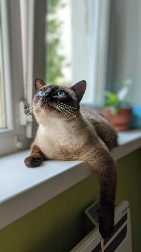 a siamese cat sitting on a window sill, by Julia Pishtar, pexels contest winner, exotic shorthair cat, looking to the sky, brown:-2, cyan