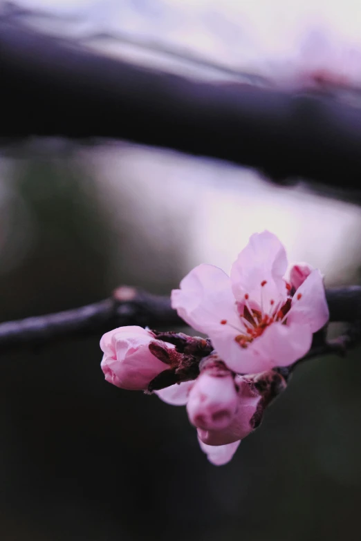 a close up of a flower on a tree branch, inspired by Elsa Bleda, unsplash, medium format, almond blossom, rainy, some pink