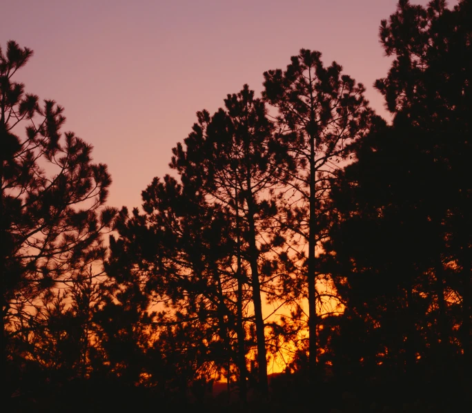the sun is setting behind some trees, by Gwen Barnard, unsplash, romanticism, arrendajo in avila pinewood, 2000s photo, full frame image, night photo