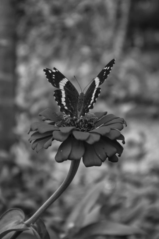 a black and white photo of a butterfly on a flower, inspired by Felix-Kelly, & a dark, desperate pose, with a distant, lord of change