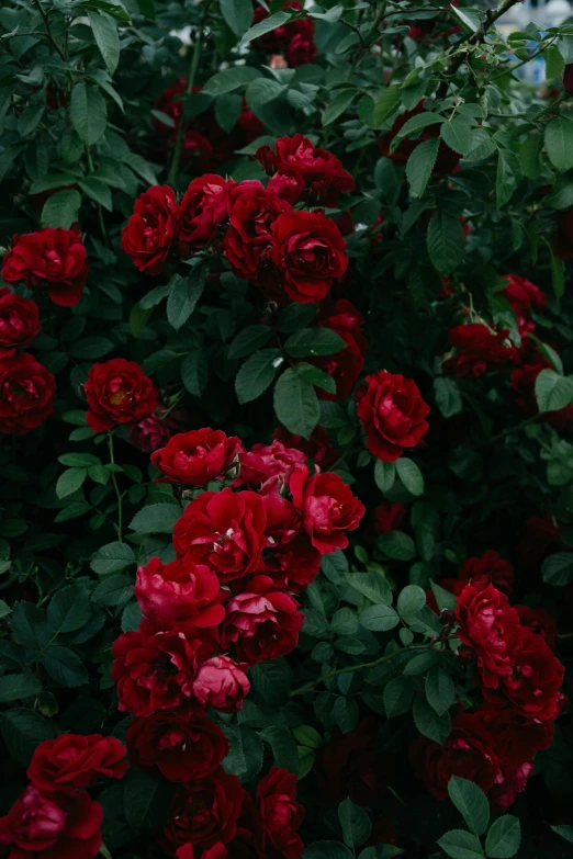 a fire hydrant sitting next to a bush of red roses, an album cover, inspired by Elsa Bleda, romanticism, zoomed in, vine covered, julia sarda, maroon