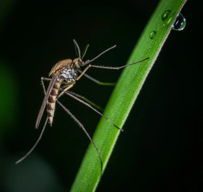 a mosquito sitting on top of a green leaf, at night, in liquid, shot with sony alpha 1 camera, brown