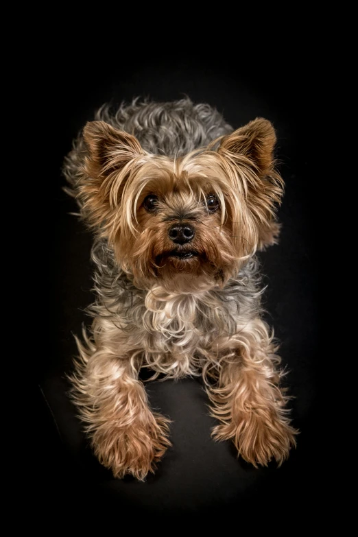 a small dog sitting on top of a black surface, a portrait, by Reuben Tam, shutterstock contest winner, yorkshire terrier, square, grey, taken with sony alpha 9