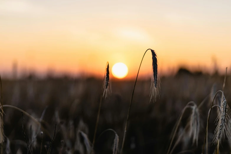 a field of tall grass with the sun setting in the background, by Niko Henrichon, pexels contest winner, stubble, ready to eat, plain background, ((sunset))