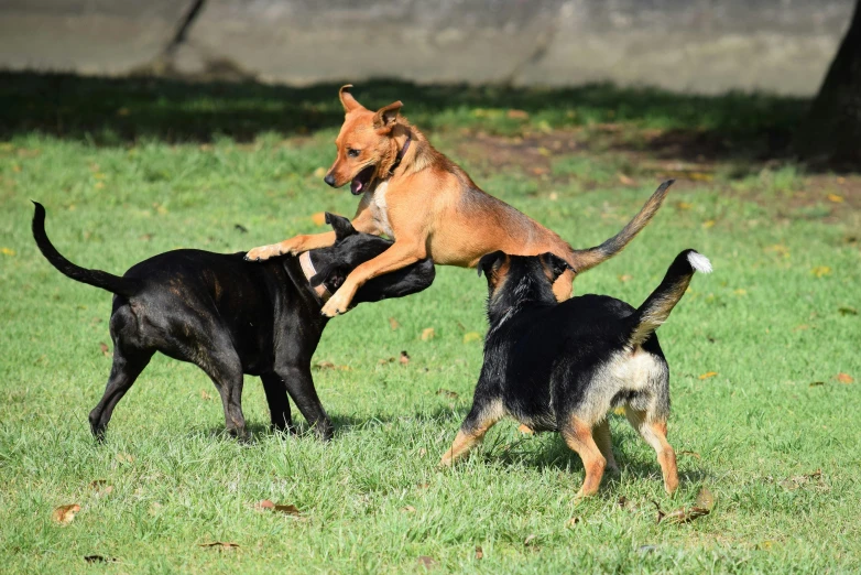 two dogs playing with each other in the grass, pixabay, happening, 15081959 21121991 01012000 4k, sydney park, with stray dogs, malayalis attacking