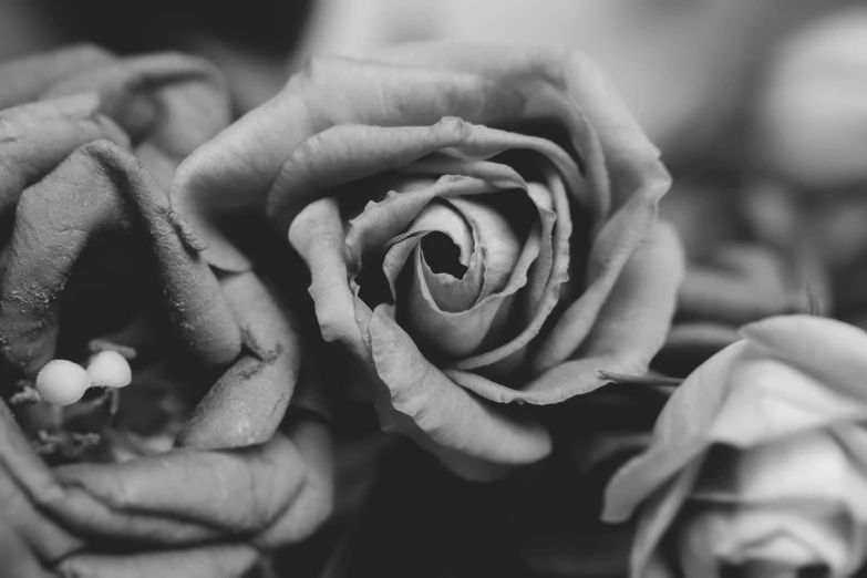 a black and white photo of two roses, by Karl Buesgen, pexels contest winner, high angle close up shot, hopeless grey, low detailed, rose twining