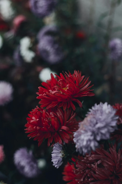 a close up of a bunch of flowers, by Elsa Bleda, unsplash, purple and red flowers, chrysanthemum eos-1d, color image, tall