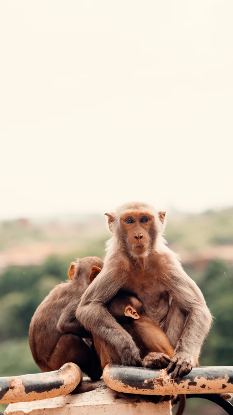 a couple of monkeys sitting on top of a roof, an album cover, by Basuki Abdullah, trending on pexels, motherly, bangalore, brown, stacked