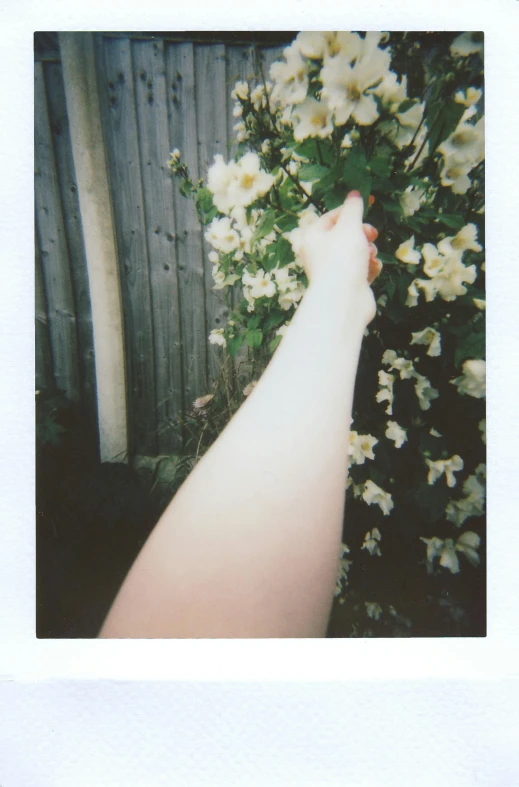 a person holding a bunch of white flowers, a polaroid photo, inspired by Elsa Bleda, aestheticism, contorted limbs, sitting in the rose garden, pale - white skin, holding hand