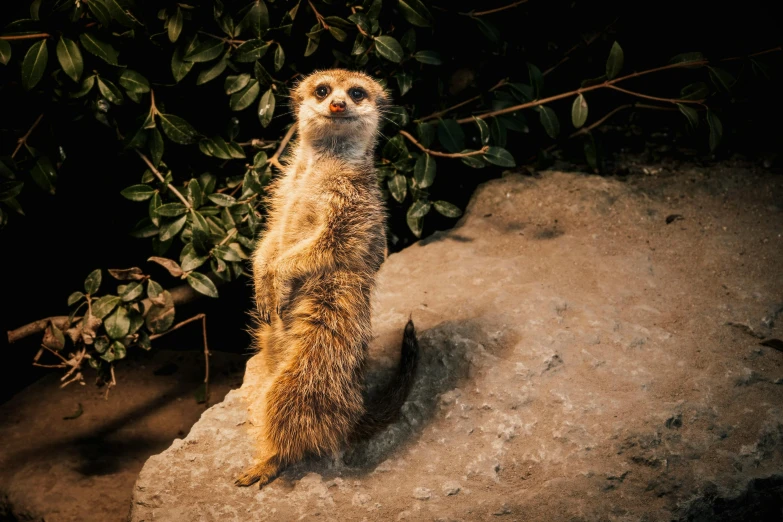 a meerkat standing on top of a rock, a portrait, trending on pexels, gif, warm glow, a high angle shot, full length shot