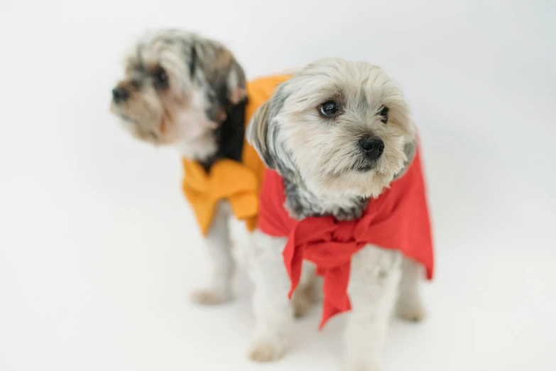a couple of small dogs standing next to each other, a portrait, pexels, sōsaku hanga, wearing red and yellow clothes, wearing a barca cape, designed for cozy aesthetics!, zoomed out shot